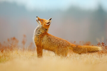 Wall Mural - red fox hunting, vulpes vulpes, wildlife scene from europe. orange fur coat animal in the nature hab