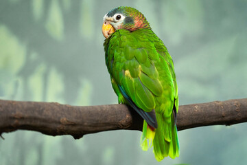 Poster - Yellow-billed Jamaican amazon, Amazona collaria, green parrot sitting on the branch in the nature habitat, Jamaica. Bird in the green vegetation, endemic from Jamaica.