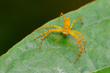 Wall Mural - Image of lynx spider on the green leaf. Beautiful spider orange., Insect. Animal.