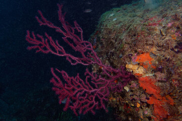 Purple Gorgonian (Paramuricea clavata) in Mediterranean Sea