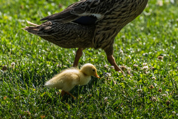 Wall Mural - yellow baby running duck with the mother in the sun