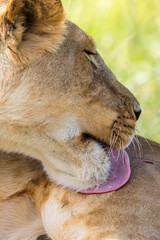 Sticker - Lioness licking her leg with her tongue