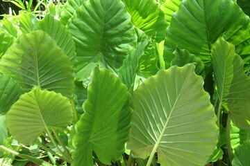 Green alocasia leaves background in Florida nature