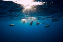 Family Of Spinner Dolphins In Tropical Ocean With Sunlight. Dolphins Swim In Underwater