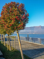 Wall Mural - foliage in an autumn day in Luino on the Lake Maggiore