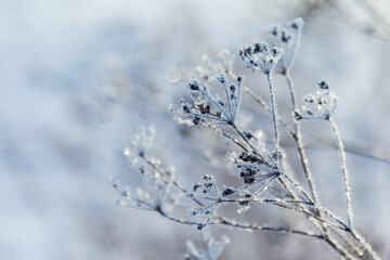 Ice-covered grass on a snow-covered field. Plants in frost, nature background. Winter landscape, scene