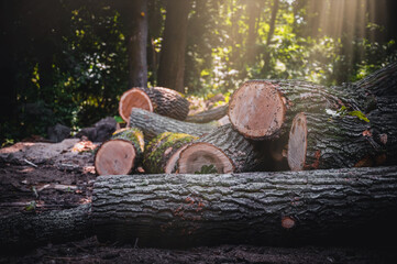 Wall Mural - Log trunks pile, the logging timber forest wood industry. Banner or panorama of wood trunks timber harvesting in forest. Wood cutting in forest.