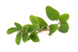 © vandycandy - Green branch of barberry leaves, isolated on white background. Spring with leaves of barberry.