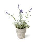 Fototapeta Lawenda - gray ceramic pot with lavender bush isolated on white background