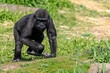 UK; Bristol - April 2019: Baby low land gorilla at play