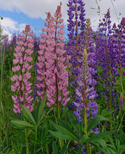 Lupine Field With Purple And Pink Flowers. Bunch Of Lupines Summer Flower Background