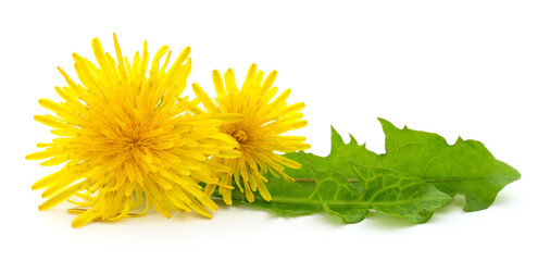 Two dandelions with leaves.