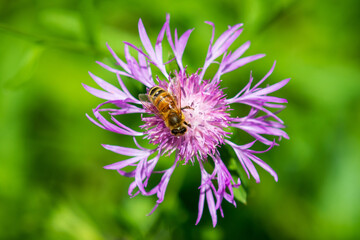 Sticker - bee on a flower