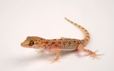 Wall Mural - Rough-tailed gecko / Krokodilgecko (Cyrtopodion scabrum)