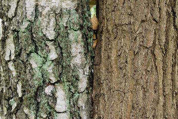 two tree trunks grown together  closeup