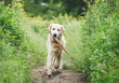© tan4ikk - Cute dog running with stick