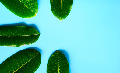 Wall Mural - green leaves for background. leaf background concept flat lay