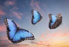 Beautiful Butterflies Flying In Sky At Sunset