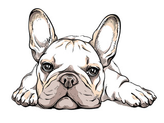 Cute french bulldog sketch. Vector illustration