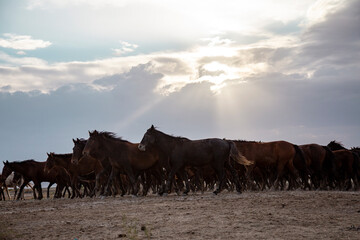 . herd of thoroughbred horses. horse herd run fast in desert dust against dramatic sunset sky. wild 