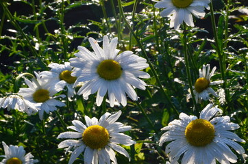 Wall Mural - White daisy with raindrops grow in the garden. Close-up of daisy. Flowers with raindrops