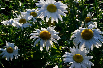 Wall Mural - White daisy with raindrops grow in the garden. Close-up of daisy. Flowers with raindrops