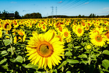 Field of blooming sunflowers on a background of blue sky and power line