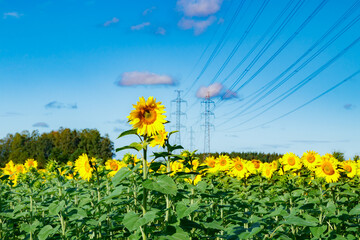 Field of blooming sunflowers on a background of blue sky and power line