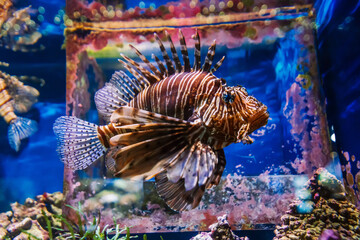 Wall Mural - tropical exotic fish red lionfish Pterois volitans swims in an aquarium