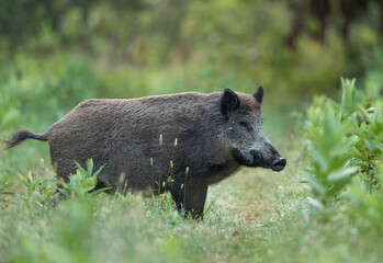 Poster - Wild boar in forest