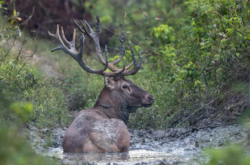 Wall Mural - Red deer bathing in mud in forest