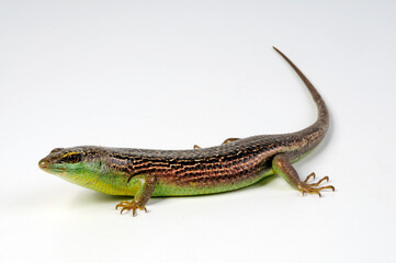 Canvas Print - olive tree skink / Olivfarbener Baumskink (Dasia olivacea)