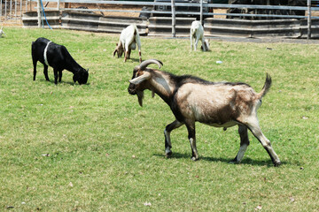 Goat. Long horned goat. Brown hair stepped into the meadow in an outdoor goat herd.