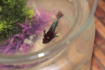 Beta Fish