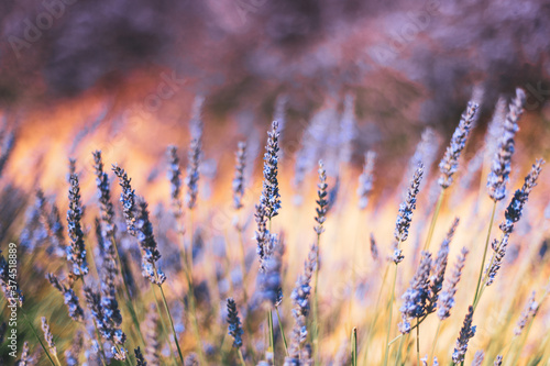 Fototapeta na drzwi i meble Blooming Bright Purple Lavender Flowers In Provence, France. Summer Season. Close Up Flowers In Bokeh