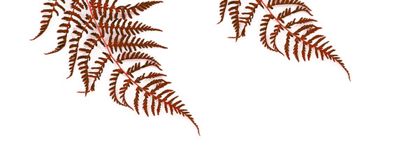 Wall Mural - Autumn dry red fern leaves isolated on a white background.