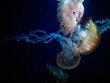 Huge jellyfish sea nettle closeup