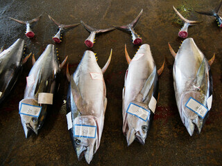 Fresh tuna fish wait for auction in fish market Chiba Japan