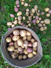 Wall Mural - Fresh potato in bucket just dug with background of garden grass