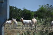close up portrait of a Scimitar Oryx herd