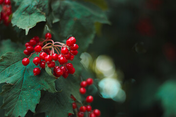 Red viburnum and green leaves after rain. Natural background