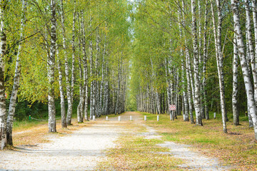 Nizhny Novgorod region, Russia - August 28, 2020: Birch alley on the way to Lake Svetloyar