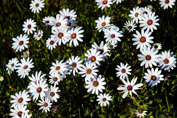 Wall Mural - white daisy flowers in spring