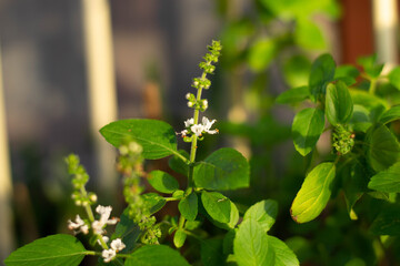 Basil flower