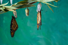 Two Monarch Butterflies, Danaus Plexippuson, Drying Wings On Chrysalis Teal Blue Background