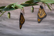 Two monarch butterflies, Danaus plexippuson, drying wings on chrysalis wood gray background