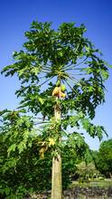 Tall One Papaya Tree In The Farm With Eaten Papaya Fruits, Soft Focus