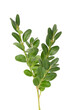 Boxwood branch isolated on white background. Green boxwood sprig. Buxus with clipping path.