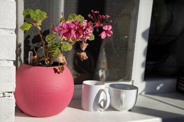 Pink geranium in a rose flowerpot on the windowsill with two white ceramic mugs