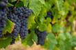 Ripe dark muscat grapes with leaves background. Soft focus background.